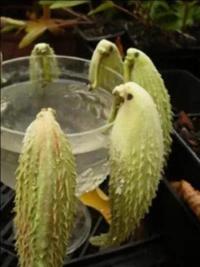 Mais qu'est-ce que c'est ?