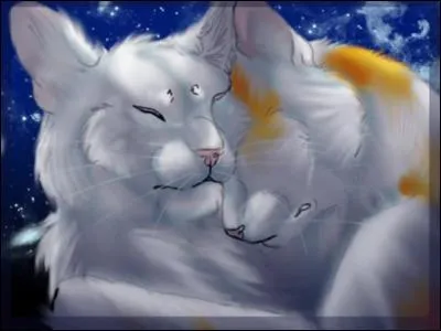 Comment le chat roux et blanc se nomme-t-il ?