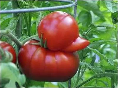 Quel était le rêve de cette tomate ?