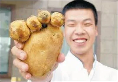 Comment se défend cette pomme de terre ?