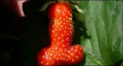 N'ayez pas l'esprit mal placé ! 
A quoi ressemble cette jolie fraise ?