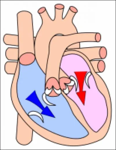 Période au cours de laquelle le cur se relâche après s'être contracté :