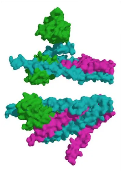 En cas d'infarctus du myocarde, quelle est l'enzyme qui permet d'orienter un diagnostic ?