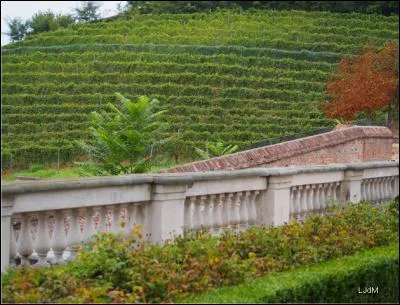 Dans quelle autre grande ville européenne pouvez-vous déguster un vin de la Villa Della Regina ?