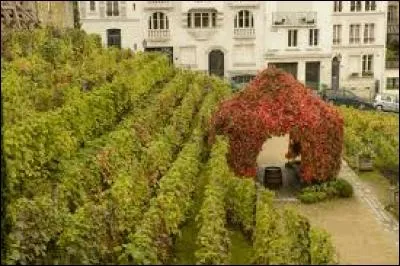 He oui, en plein milieu de la capitale parisienne, il y a des vignes et on produit du vin, Paris fait partie, avec deux autres villes européennes, des trois seules cités à produire du vin, comment s'appelle ce terroir citadin !