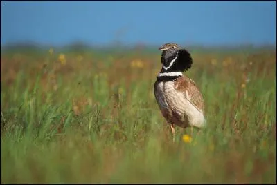 Quelle est la seule outarde de France ?