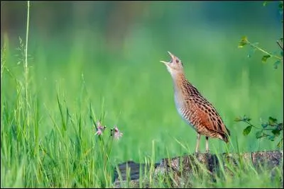 Quel est ce r&acirc;le champ&ecirc;tre ?