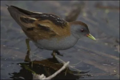 Quelle est cette marouette aux sous-caudales ray&eacute;es ?