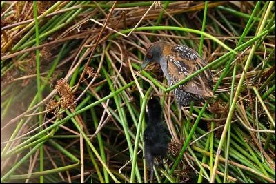 Quelle est cette autre marouette aux sous-caudales et aux flancs ray&eacute;s ?