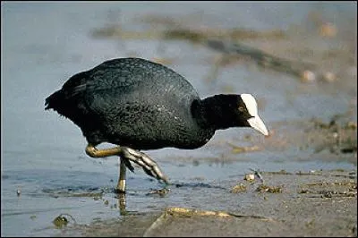 Quel est ce rallid&eacute; tr&egrave;s commun sur les eaux douces libres ?