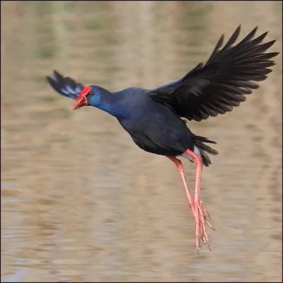 Quel est ce rallid&eacute; qui ne comporte qu'une seule population en France ?