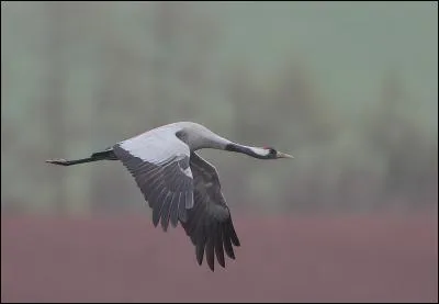 Quel est ce grand oiseau qui se rassemble en tr&egrave;s grand nombre au lac du Der en migration et en hiver ?