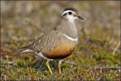 Quel est ce pluvier rare de passage en France ?