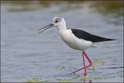 Quel est ce limicole hivernant en Afrique ?