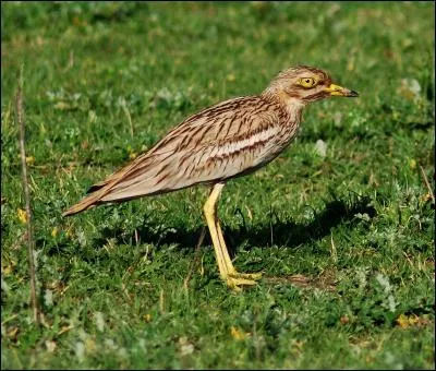 Quel est ce limicole des champs européens et africains ?