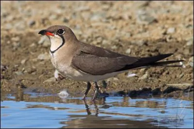 Quel est ce limicole du sud de l'Europe ?