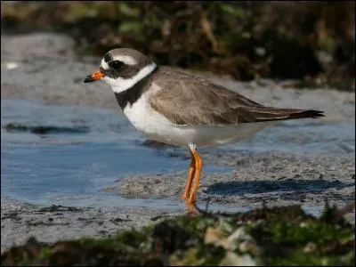 Quel est ce gravelot côtier ?