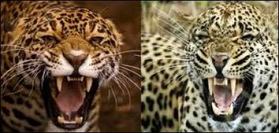 Où est le jaguar et où se trouve le léopard ?