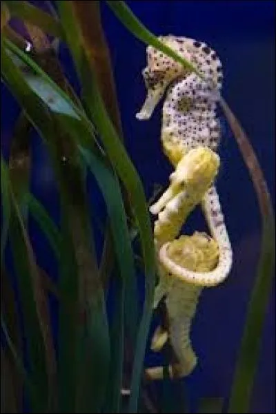 Qui porte les ufs chez les hippocampes ?