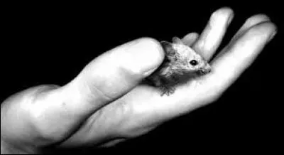 A quel auteur américain doit-on le roman "Des souris et des hommes", publié en 1937 ?