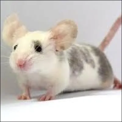 Quelle est l'espérance de vie d'une souris ?
