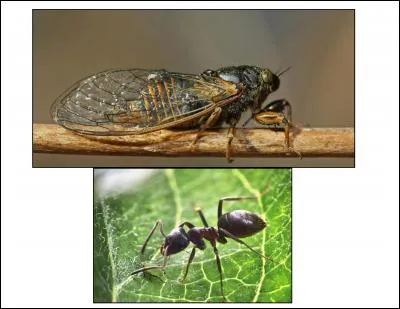 La morale de cette fable est :