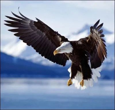 L'Alaska est une réserve naturelle hors du commun ! 
Sans compter les animaux, quelle est la densité de population du 49e Etat ?