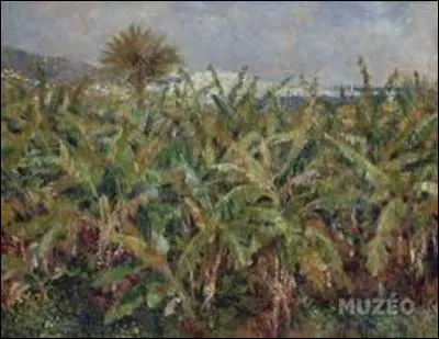 À partir de 1881, suite à des ventes régulières de ses toiles au marchand Paul Durand-Ruel, ce peintre impressionniste (1841-1919) réalise une série de voyages qu'il ne pouvait faire auparavant. C'est lors d'un de ces derniers voyages en Algérie sur les traces d'Eugène Delacroix, qu'il crée ce tableau appelé "Champ de bananiers". Mais comme s'appelle l'auteur de cette peinture ?