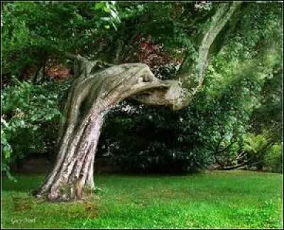 Il voulait trouver mieux que son lopin de terre et son vieil arbre au milieu.Comment &eacute;tait son arbre ?