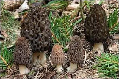 Appréciée en France dès le XVIIe siècle, la morille est fort prisée des gourmets. Elle doit être consommée suffisamment cuite car, crue, elle est toxique.