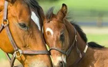 Quiz Galop 2