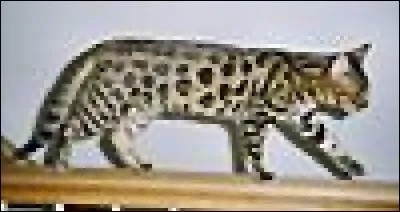 Connaissez-vous cette race ? Nommez-la vite !