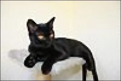 Allez-vous réussir à trouver la race de ce chat noir ?