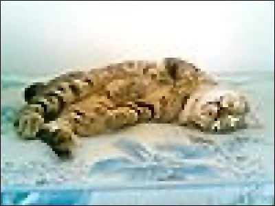 Trouvez la race de ce chat !