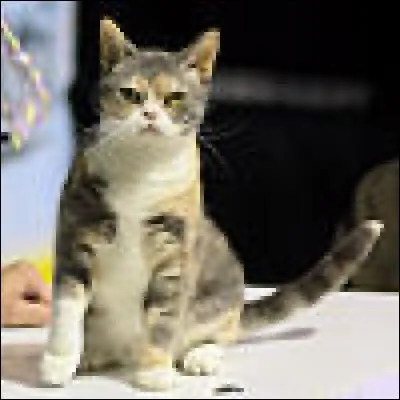 Grâce à cette image, essayez de nommer la race de ce chat.