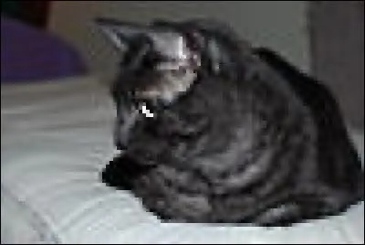 Reconnaissez-vous sa race ?