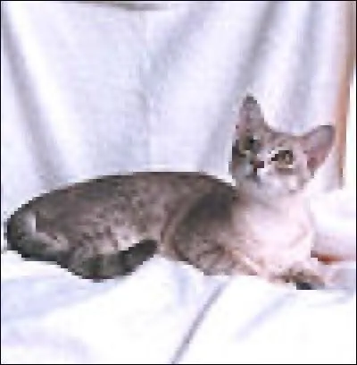 Quelle est la race de ce chat ?