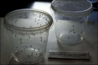 Combien de personnes ont &eacute;t&eacute; atteintes du virus Zika &agrave; New York ?