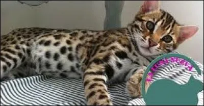 Quelle est la race de ce chat ?