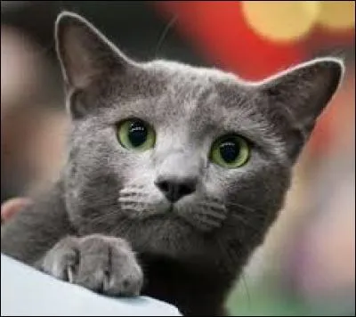 Quelle est la race de ce chat ?