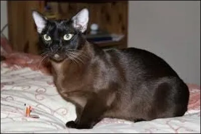 Quelle est la race de ce chat ?