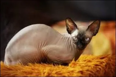 Quelle est la race de ce chat ?