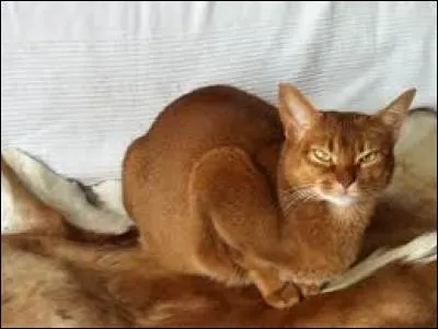 Quelle est la race de ce chat ?