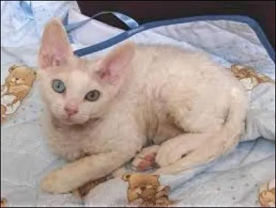 Quelle est la race de ce chat ?