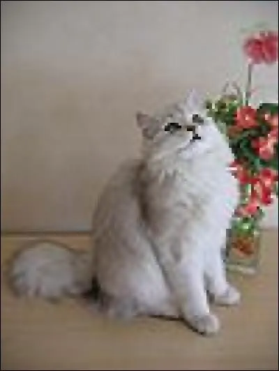 Quelle est la race de chat ?