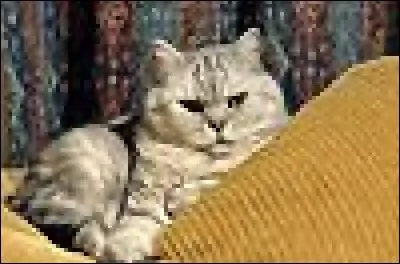 De quelle race est-il ?