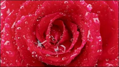 De qui Iris est-elle amoureuse ?