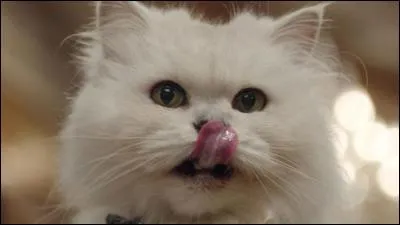 A qui appartient ce chat ?