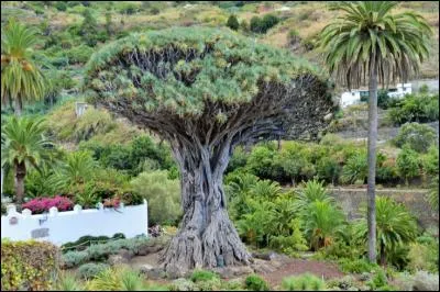 Cet arbre est l'un des emblèmes des Canaries. Celui situé à Icod de los Vinos, sur la côte Nord de Tenerife, serait même millénaire. De quelle espèce d'arbre s'agit-il ?