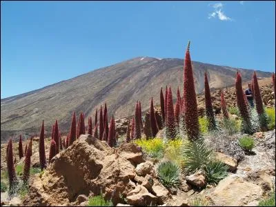Cette plante à fleurs rouges est un autre emblème végétal de l'archipel. On la trouve notamment à plus de 2000 mètres d'altitude au pied du volcan Teide. Il s'agit de :